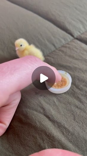 Bernard Henry on Instagram: "Forgot how fun button quail chicks are to feed when they hatch alone 😂🤦🏻‍♂️. This guy learned quick thankfully! I didn’t announce it on a post yet, but I have my own line of grub treats for all poultry and reptiles!! I donate a portion of the proceeds from each bag to St. Jude’s as well 🙌🏻. These treats are great for this time of the year when you’re birds are molting. The extra calcium and protein in the grub bites helps with feather growth and eggshell quality