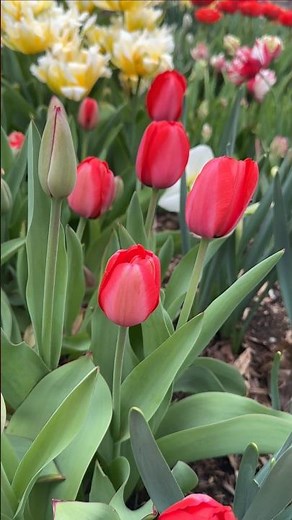 Time To Plan Your Spring Gardens! Tulip Planting 101