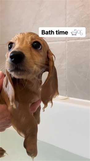 Adorable Mini Dachshund Puppy Enjoys Bath Time