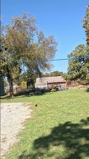 Cedar elm, north texas, drop and walk. #treejob #treefeller