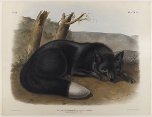 Melanism in Animals
