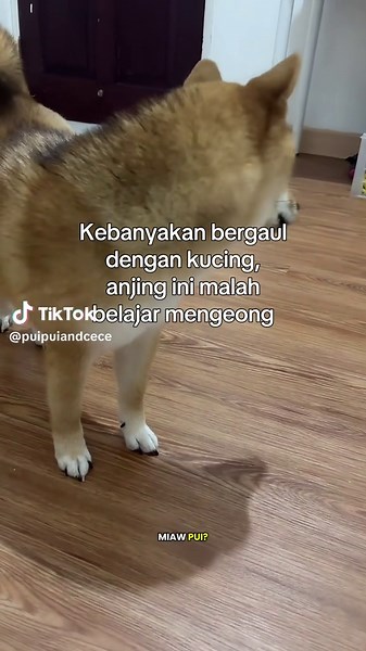 Shiba Inu yang Belajar Mengeong — Suara Lucu Anjing Mengeong