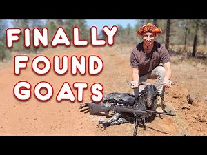 FINALLY FOUND THE GOATS! | NSW State Forest Hunt
