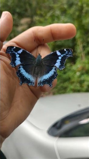 vibrant blue admiral butterfly #nature# close up