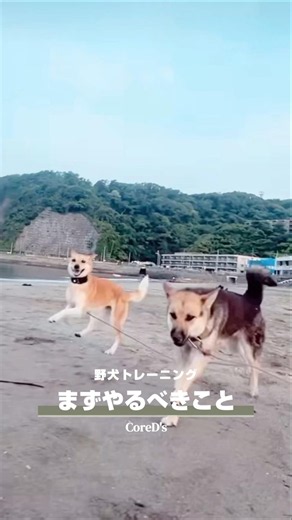 【 野犬との散歩でまずやるべきこと 】フルバージョンはオンラインサロンにて📢ˎˊ˗ #保護犬 #散歩 #野犬 #雑種犬 #トレーニング