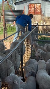 “Wetting and Drying “ at Lamb marking — it’s pretty quick - use a dot or wand the EID . Bad mums a repeatable - getting them out builds reproduction momentum over time …. Control the controllables | For flocks sake - Sheep production services