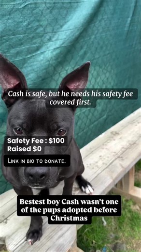 Cash is SAFE and preparing to leave the shelter friday. Thanks to a foster reaching out and offering to help and connecting with a rescue to foster. ❤️ But first he needs his safety fee covered. Can you help? Read below for more info on what this is. ❤️🐾 Safety Fee : $100 Raised $0 *Pull fees help cover the costs of the medical expenses acquired while the animal was at the shelter. By raising these costs, it saves our rescue partners funding. The costs are raised through our 501c3 partner, Lanc