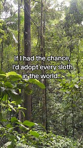 Adopt a Sloth, get gifts, and fund our research and conservation projects! Virtual or Physical, our symbolic adoption packs support wild sloths! #gift #Christmas #sloth | The Sloth Conservation Foundation