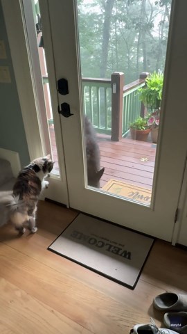 Hissing Cat Chases Bear Away From Front Door