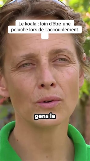 Comportement de reproduction des koalas en détails