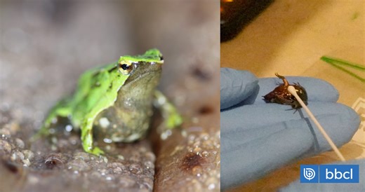 Las ranitas de Darwin están al borde de la extinción en Chile tras compleja "pandemia de los anfibios"