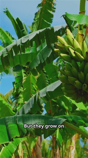 Wait, these bananas are actually blue?! 💙🍌 #shorts #fruit #learning