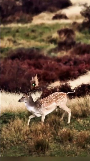 Graceful Deer Hunt | One Perfect Moment #deer #viral #bow #shots #viralvideos #wingshooting #hunter
