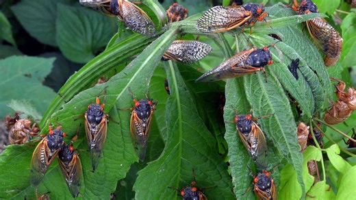 Scientists: Kentucky, Indiana will see widespread cicada emergence in 2025
