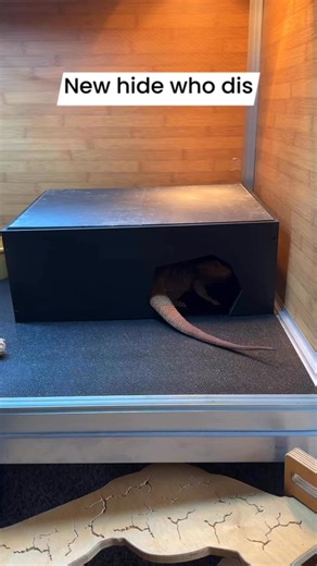 4.1K views · 74 reactions | So many of you know we’re completely redoing all of our enclosures, and today our new double basking hides from Toad Ranch arrived!  I can’t wait to show you all the awesome things we’ve gotten for this big transformation—stay tuned! ✨ #reptilesofinstagram #reptiles #vivarium #enclosure #terrarium | Whosagoodlizard | Facebook