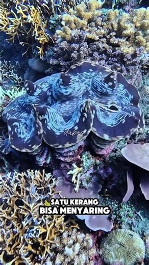 Makhluk yang terlihat diam ini punya peran penting menjaga ekosistem laut #laut #kerang #reels