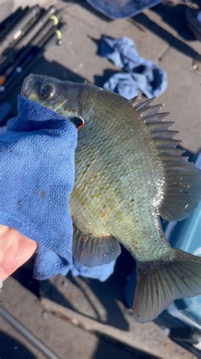 Central Florida Fishing Adventures: Seeking Assistance!