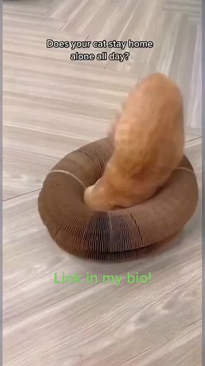 The magic cat scratching toy!