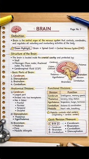 Brain Anatomy & Functions Explained | Human Brain Structure and Working | Nursing & Biology #nurse
