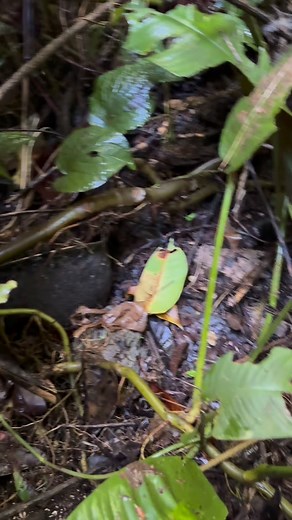 Compilation of my best finds of Guadalcanal #ww2 #war #guadalcanal #pacific | Geoffrey War Relics