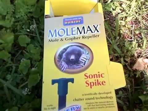 molemax mole & gopher repeller in my vegetable garden