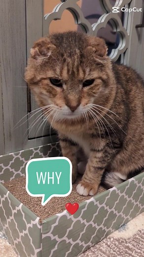 He's purr'fectly impurr'fect Tom-Tom #mycattomtom #feralcatturnedhousecat #fromferaltofamily #tomtomsjourney #katiecats