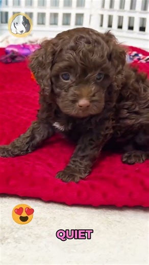 Say hello to Polly, the F1b Cavapoo girl with soft curls, bright eyes, and a heart full of