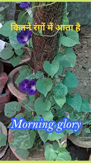 morning glory #plantinfo #morningglory #shorts