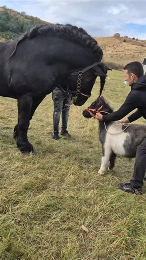 Să îi fac pereche ? 🐴🤣 Oare l-ar sta bine unul lângă altul 🤔 Aștept părerile voastre în comentarii 🐴❤️ #cai #iubescaii #caluti #pasionaticai #horselife #horselovers #equine #horsepower #horselifestyle #breton #percheron #animals #animallover #horse #horses #horsesofinstagram #equestrian #horseriding #pony #equine #pferd #equestrianlife #dressage #horselove #reels #love #horselover #showjumping #cheval #america @reper | Nicolae Campeanu