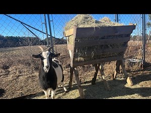 Free and Easy DIY Pallet Hay Feeder - Cheap hay feeder