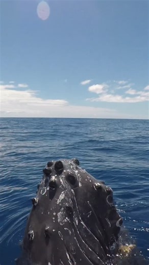 What do barnacles feed off of? Do you see the barnacles attached to this humpback? 🦀 🐋 Although barnacles attach to humpback whales, they feed on microorganisms stirred up as the humpbacks move about the ocean rather than directly feeding off the whales themselves. When they leave their feeding grounds, a single humpback may have up to a ton of barnacles attached to its body! This offers a wonderful up-close look to some of those pests! 📸 Research activities authorized under NMFS/MMPA ESA Per