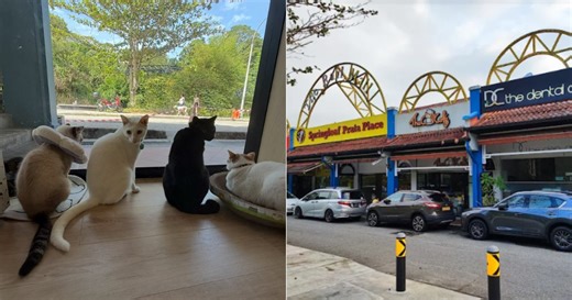 The Cat Cafe at Rail Mall to close in Mar. 2026 due to 50% rent increase
