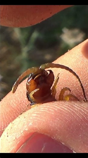 În căutarea BALAURULUI #documentary #adventure #wildlife #centipede #venomous #viralvideo #animals