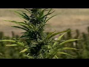 Marijuana reclassification expands medical cannabis business reach