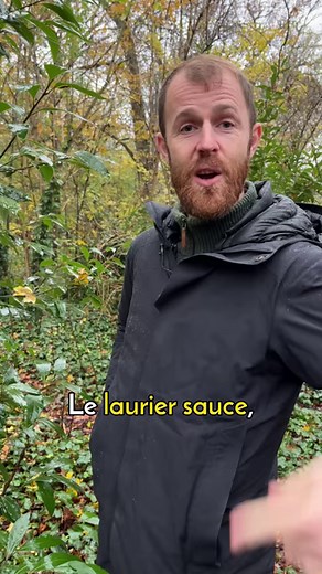 Le laurier sauce est comestible, mais attention aux confusions ! #laurier #plantessauvagescomestibles #paris #cueillettesauvage | Le Chemin de la Nature