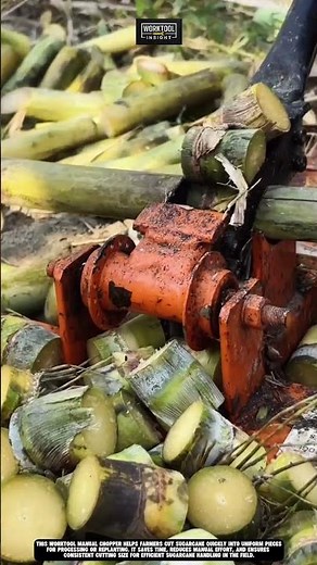 Cutting sugarcane into pieces using Worktool manual chopper