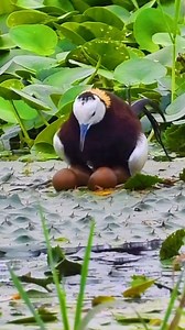 The pheasant-tailed jacana is conspicuous and unmistakable. It is the longest species in the jacana family when the tail streamers are included #fbreelsfypシ゚viralfbreelsfypシ゚viral #fbreelsfypシ゚viralシ #fbreels23 #fbreels2024 #worlds_amazing_picture #viralreelsシ #fbreelsfypシ゚viral #viralpost2024 #fbreelsfypシ゚ #viralreels #nature #NatureSounds #wildlife #anime #animals #fbviral #fb #fbyシvideo #viralpost #birds #birdwatching | World's Amazing pictures