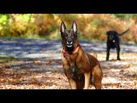 Belgian Malinois are the worst...