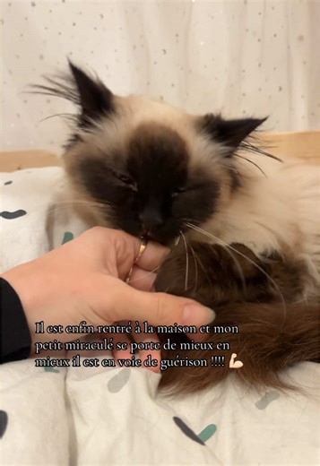 Réponse à @Christophe Bianchini #chat #maladie #veterinaire #hospitalisation #miracle