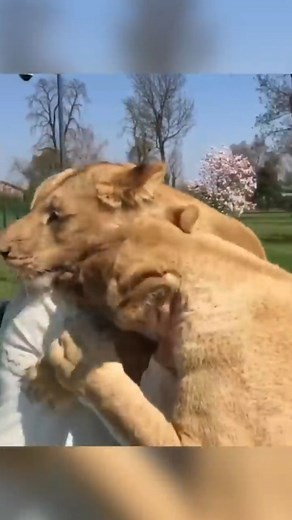WaggingWondersWorld on Instagram: ""Heartwarming roarunion! 🦁💖 Witness the incredible bond as amazing lions reunite with a special woman. Nature's magic at its finest! 🌍❤️ #LionLove""