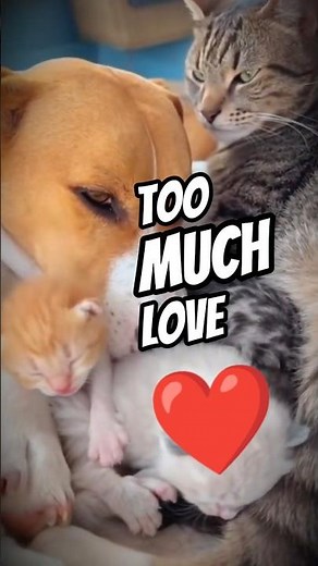 Dog, Cat & Kittens Snuggle Pile 🐶🐱👶 | Heart-Melting Family Cuddle