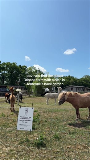Visit Our Back Garden Alpaca Farm & Cafe