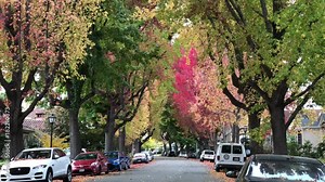4K HD Video of Liquid Amber, or American sweetgum trees in Autumn lining a quiet residential street. Leaves falling road covered in thousands of leaves.