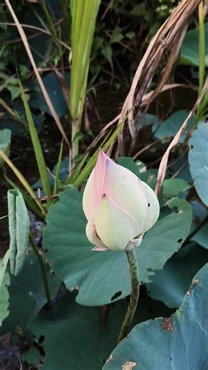 “Nature’s poetry written in lotus blooms 🍃📖”