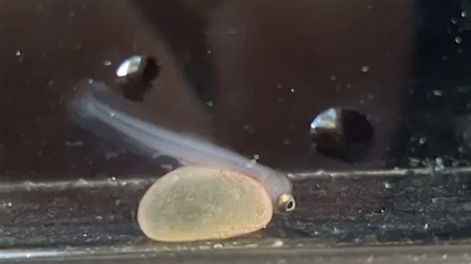 【公式】京都府立木津高等学校 on Instagram: "【科学部】 科学部アマゴプロジェクト始動 木津川漁業協同組合との協力事業であるアマゴの発眼卵がいよいよスタートします！校内でもアマゴの成長が観察できるように、アマゴ水槽を立ち上げました。お裾分けしていただいたアマゴの発眼卵150個を設置し、卵の中でクルクル動く姿を観察できて感動しました。翌日には早速孵化が始まりました。どの魚種も稚魚の飼育は難しいですが、頑張って飼育していきます！"