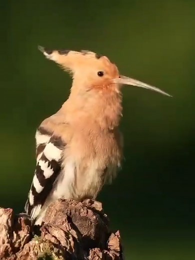 El canto único de la abubilla (Upupa epops)