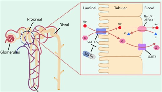 继发性主动转运（同向转运）SGLT