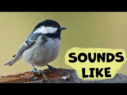 What Does the Coal Tit Sound Like?