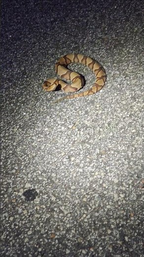 Venomous Eastern Copperhead moved off of the road. ##snake #reptiles #wildlife #venomouscreatures
