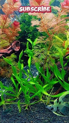 Green Paradise | Aquascaping Planted Tank